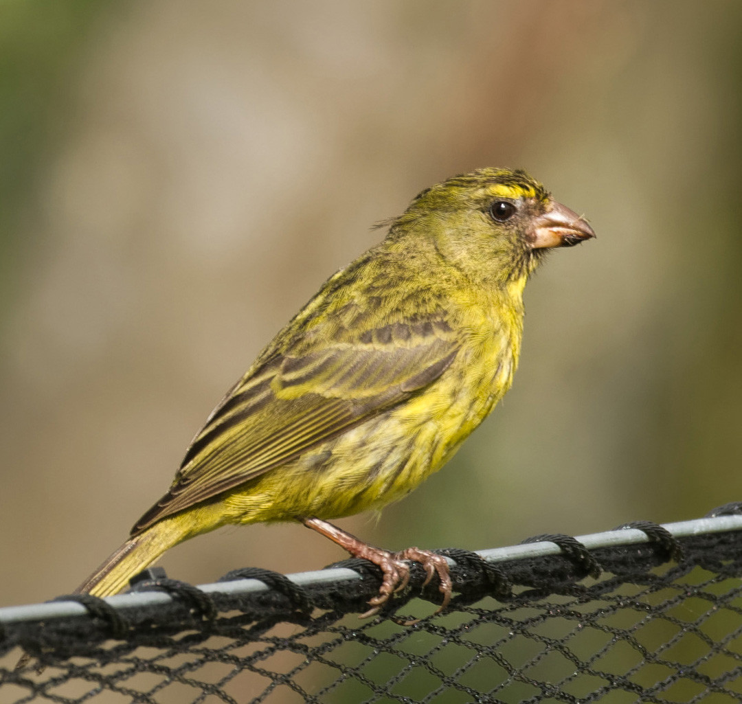 image Brimstone Canary